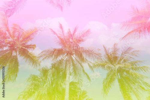 The baner season of colors with a tropical in Summer of Palm Trees Vintage - cloud sky summer tropical summer image background © SASITHORN