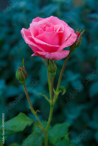 Bud of pink rose with blurred green leaves on background.