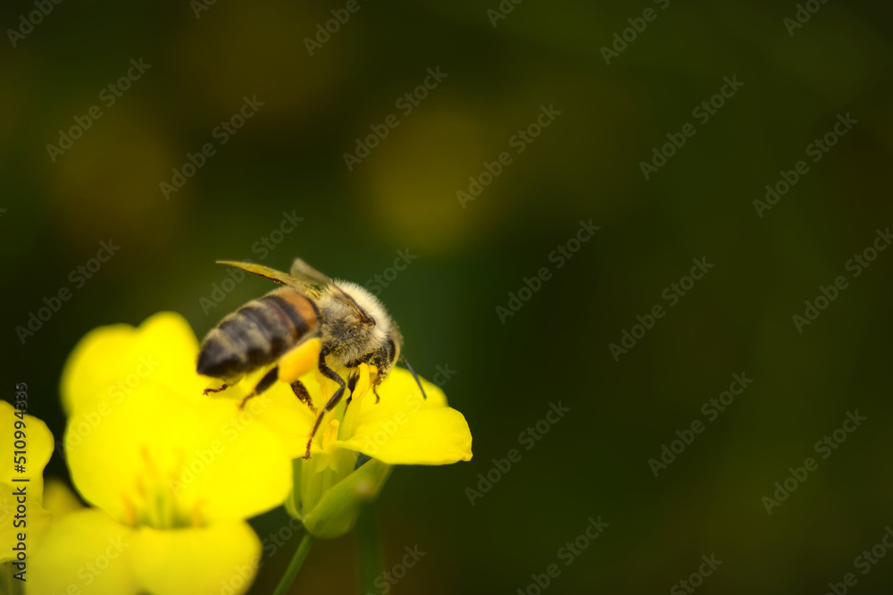 Bumblebee, an insect on a yellow flower on a sunny day. Bumblebee, an insect on a yellow flower on a sunny day.