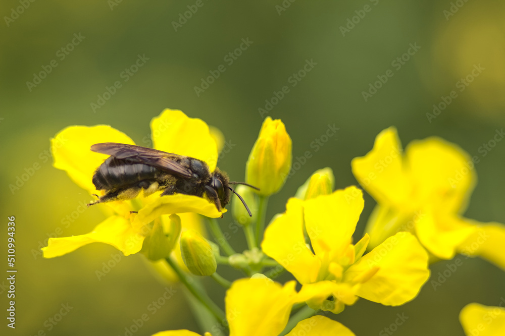 Bumblebee, an insect on a yellow flower on a sunny day. Bumblebee, an insect on a yellow flower on a sunny day.