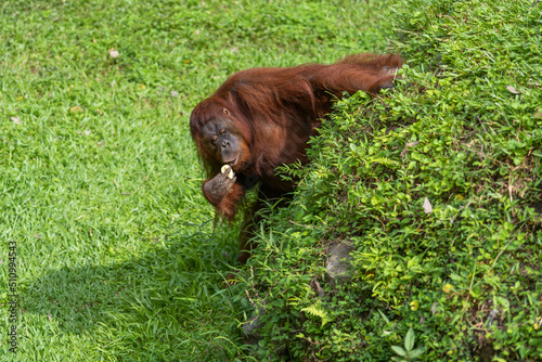 An Orang Utan eats fruits. Orangutans are great apes native to the rainforests of Indonesia and Malaysia. They are now found only in parts of Borneo and Sumatra.