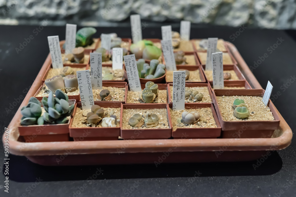 Gerona, Spain: 05.14.2022; The mini garden of pebble plants Gerona, Spain: 05.14.2022; The mini garden of pebble plants