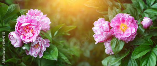 Fototapeta Naklejka Na Ścianę i Meble -  pąki różowej piwoni na tle zielonego ogrodu. Pink peony	