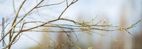 Panorama of branches with buds on a blurred background. Young spring shoots of a tree