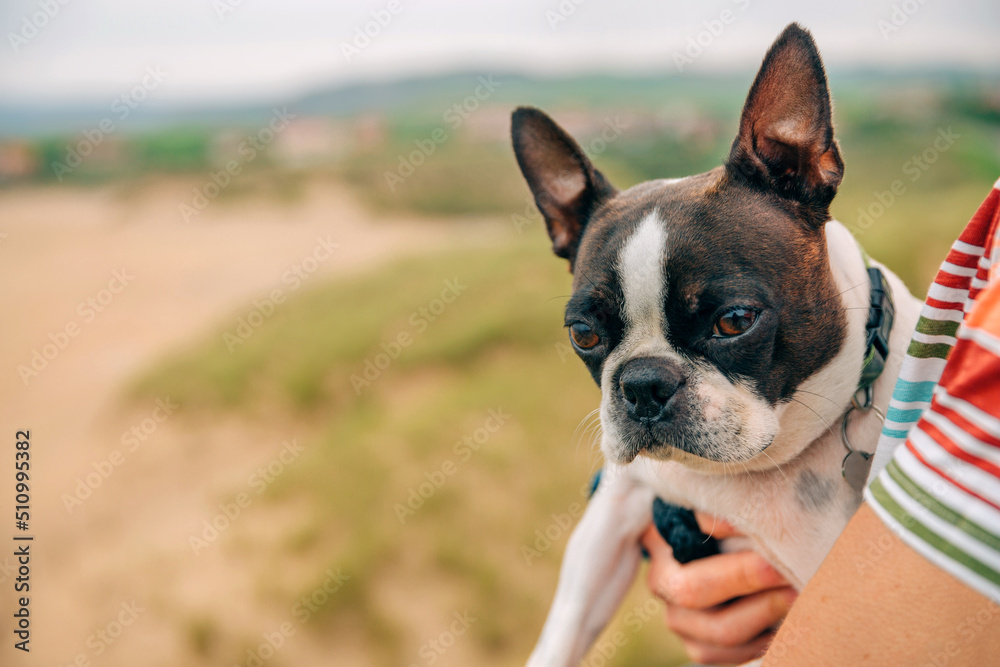 Portrait of boston terrier dog hugged by her owner outdoors