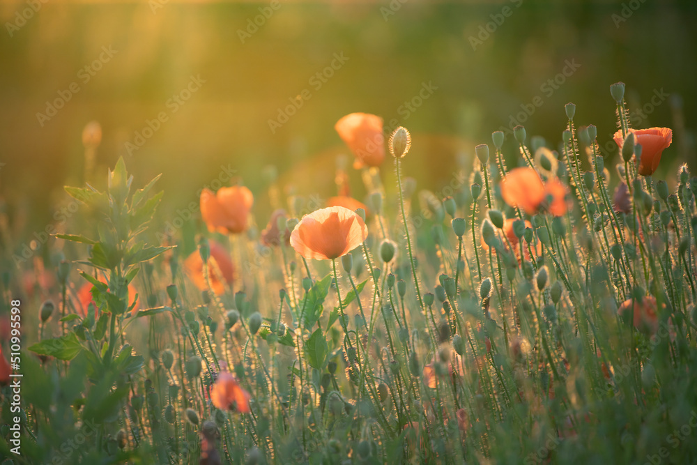 Obraz premium Summer sunset over beautiful poppy meadow.