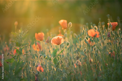 Fototapeta Naklejka Na Ścianę i Meble -  Summer sunset over beautiful poppy meadow.