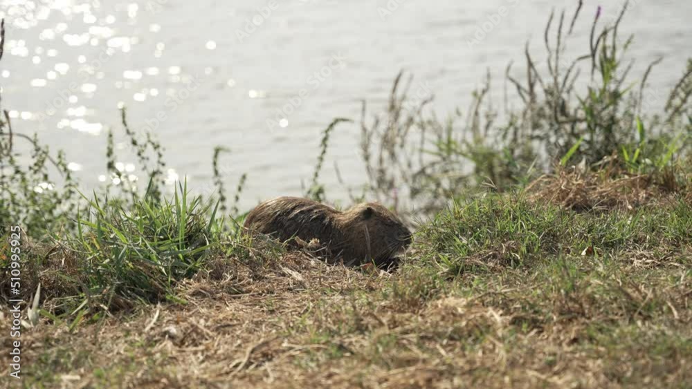 Nutria rodent animal or Myocastor coypus eating grass next to water pond or lake. Small brown and cute coypus feeding in the natural habitat of Hula Lake in Israel during spring or hot summer day Nutria rodent animal or Myocastor coypus eating grass next to water pond or lake. Small brown and cute coypus feeding in the natural habitat of Hula Lake in Israel during spring or hot summer day