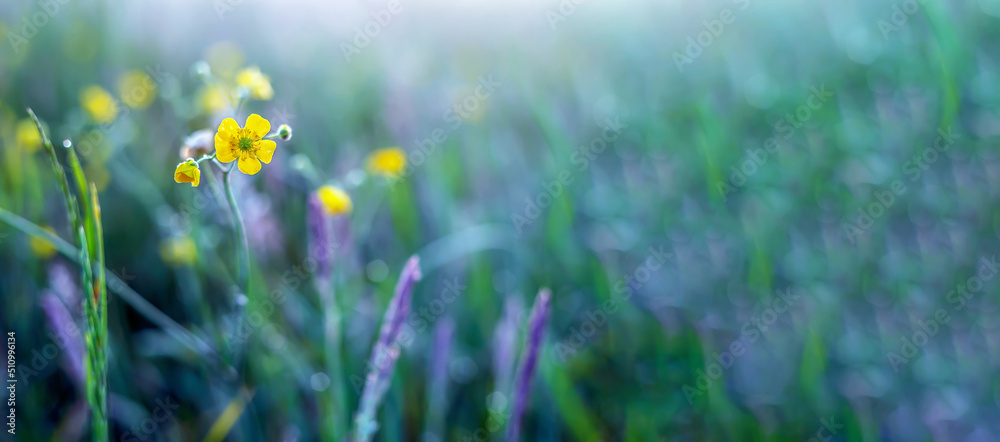 Obraz premium Yellow flower on the background of a blurry meadow at sunrise in Poland