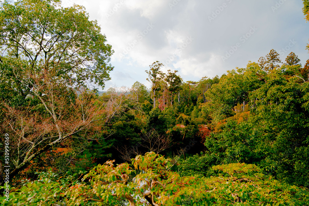 Kyoto landscape garden