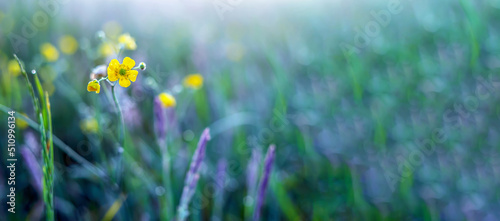 Yellow flower on the background of a blurry meadow at sunrise in Poland