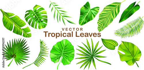 Set of tropical leaves and exotic jungle art vectors illustration. Summer decoration hand drawn green tropical branches in vintage style isolated on white background. Elements of botanical plants.