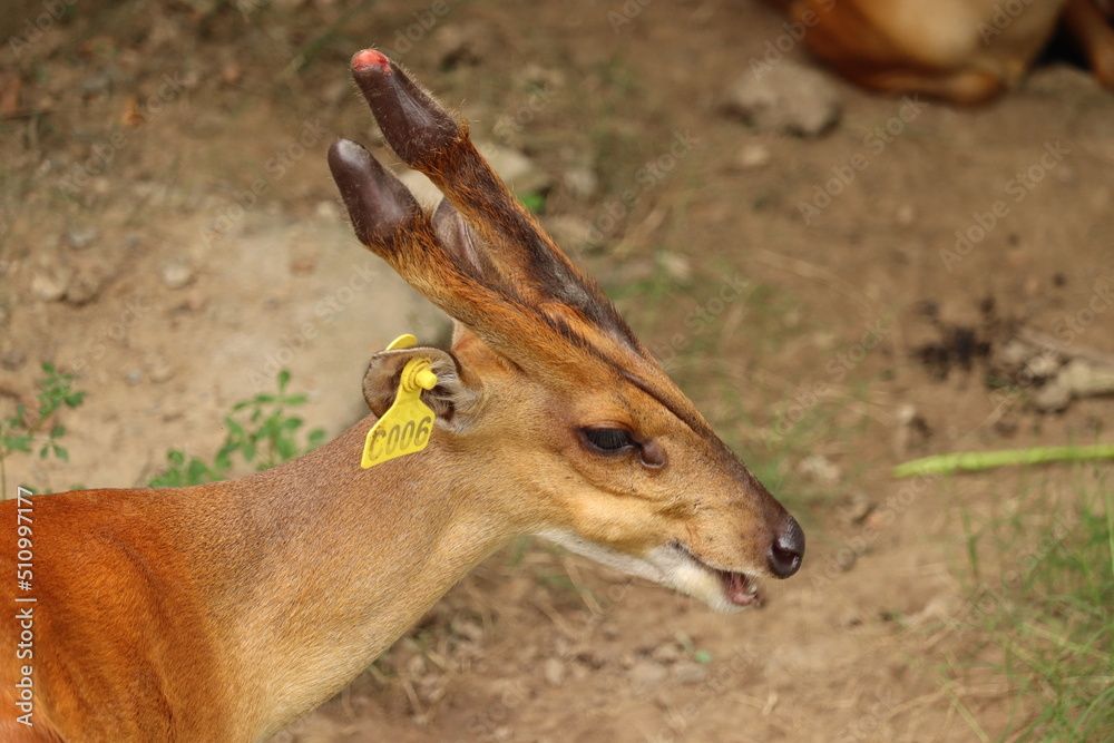 Fototapeta premium deer in the zoo