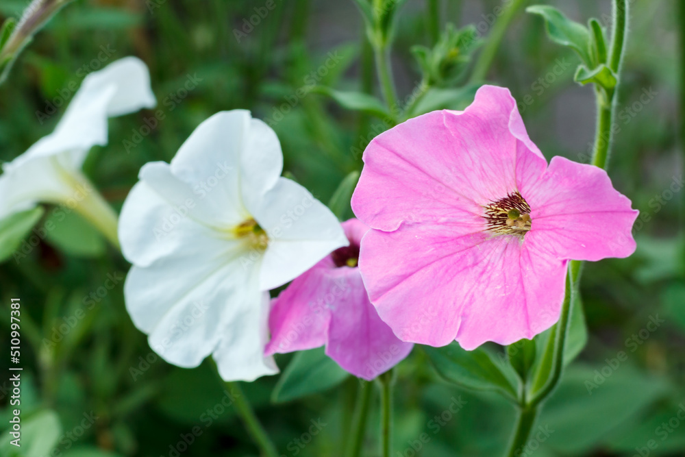 Summer background with petunia flower in sunlight. Summer background with petunia flower in sunlight.