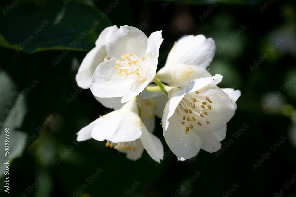 White apple tree flowers, close-up, blurred background of nature. White apple tree flowers, close-up, blurred background of nature.