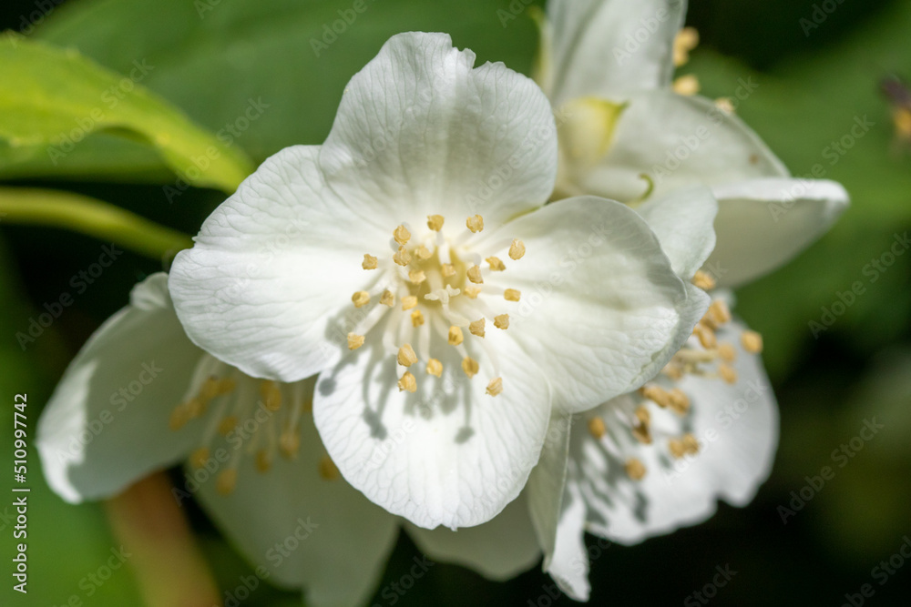 White apple tree flowers, close-up, blurred background of nature.