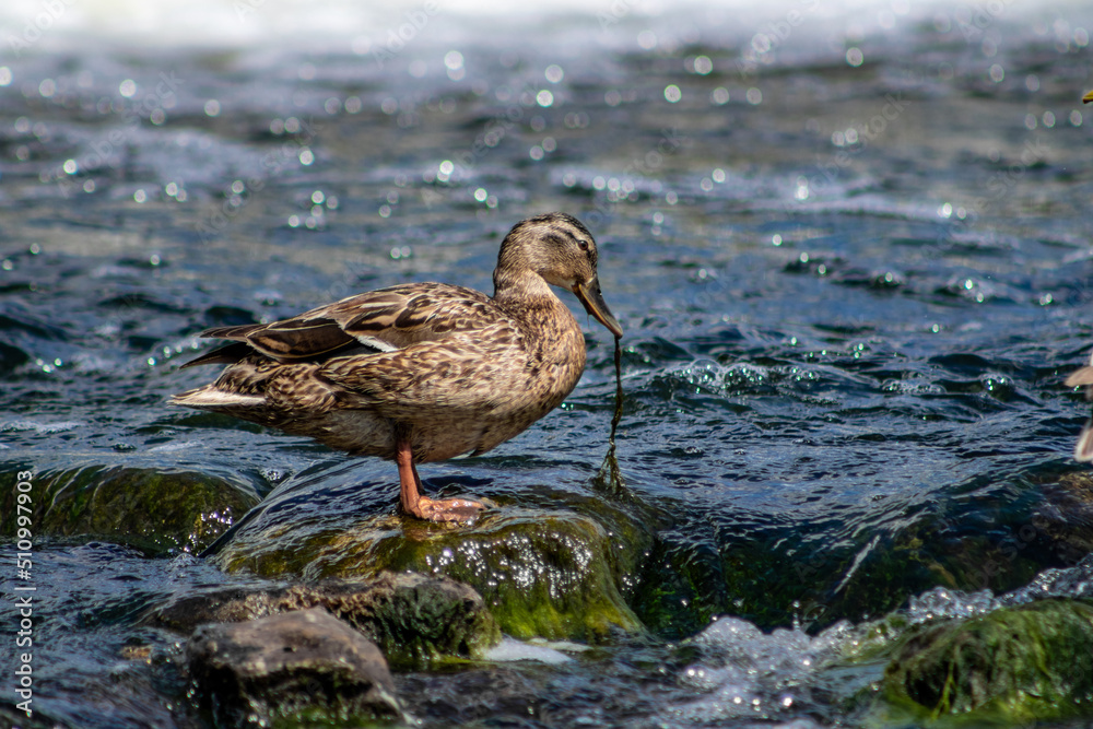 A wild duck sits on a stone in the river. summer nature. A wild duck sits on a stone in the river. summer nature.
