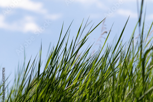 Green grass close-up in the meadow. Low angle view of fresh grass against a blue sky with clouds. The concept of freedom and renewal.