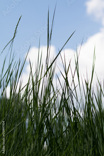 Green grass close-up in the meadow. Low angle view of fresh grass against a blue sky with clouds. The concept of freedom and renewal.