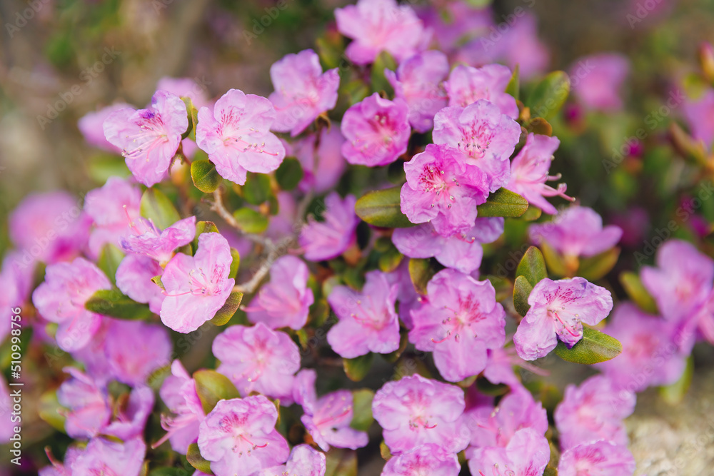 Chuysky tract Altai Siberia Russia. Beautiful spring mountains blooming pink maralnik wild rosemary Chuysky tract Altai Siberia Russia. Beautiful spring mountains blooming pink maralnik wild rosemary