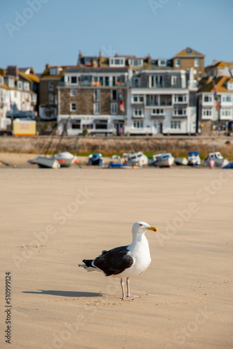 Seagull on the beach in St. Ives Cornwall