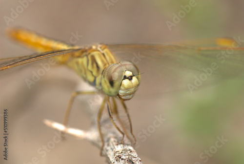 Photography Closeup photograph of a Dragonfly perching on twig, Western ghats, India