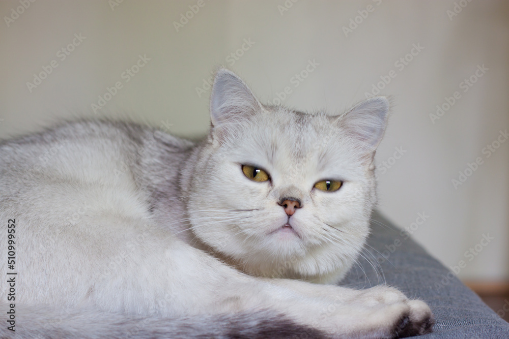 A Scottish cat is lying on the sofa.