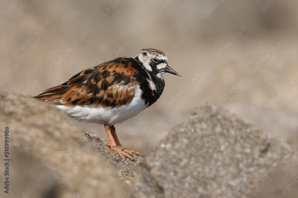 A portrait of a Ruddy Turnstone on a pier
A portrait of a Ruddy Turnstone on a pier