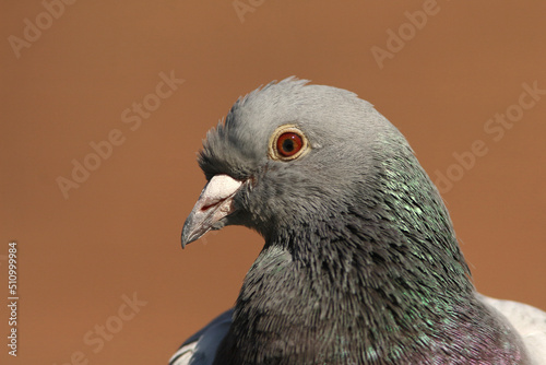 Portrait of a City Pigeon against a brown background

