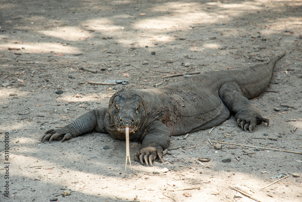 Komodo Dragon with Tongue Showing Komodo Dragon with Tongue Showing
