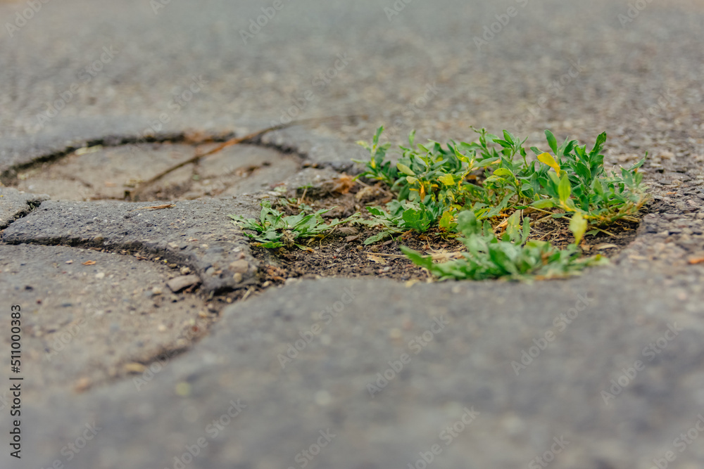 weed on a street in selective focus weed on a street in selective focus