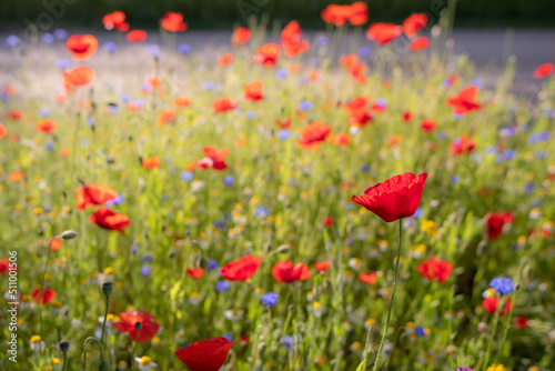 Close up of Poppies in the morning sun