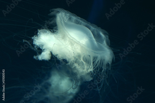 日々の忙しい生活、コロナ禍、不安定な社会、そのような身の回りにあって、今、私たちは疲れ切ってしまいました。そんな時、少しだけ安らぐ気持ちを与えてくれたのはクラゲ。ゆるゆると水槽の中を漂っています。無重力の世界に居るようにも見えます。癒される瞬間。
かわいいクラゲ　海の宝石　神秘な世界
