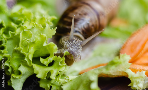 Extremely close-up snail eating a green leaf, differential focus. photo