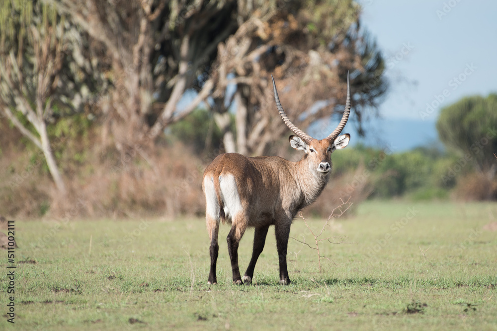 male Waterbuck, Kobus ellipsiprymnus, large antelope in East Africa. Nice African animal in the nature habitat. Wildlife scene from nature - obrazy, fototapety, plakaty 