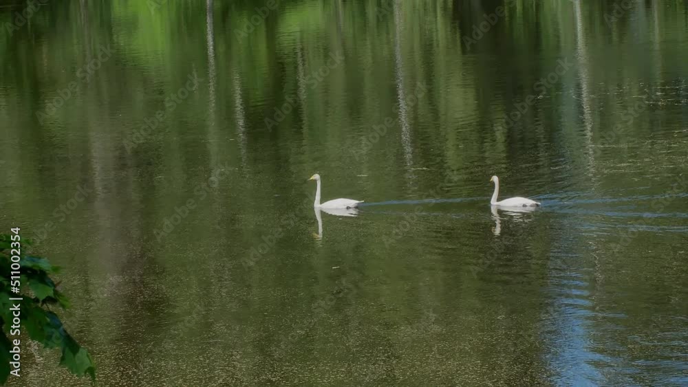 two whooper swans swimming