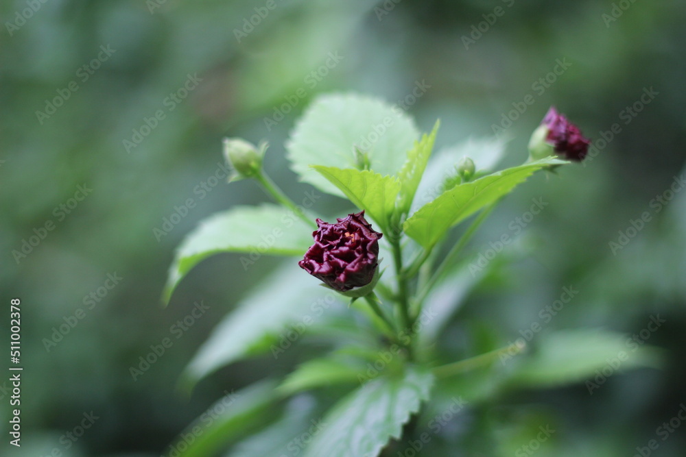 Red rose blooming in the garden, blooming red flower Red rose blooming in the garden, blooming red flower