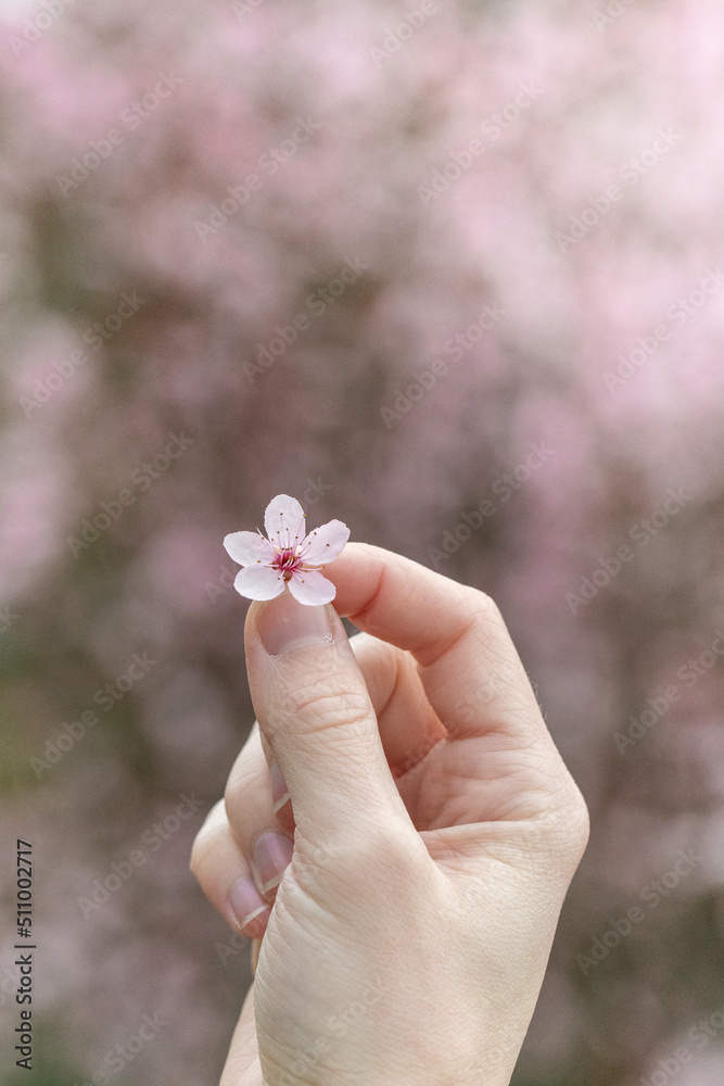 A woman holding pink cherry blossom flower A woman holding pink cherry blossom flower