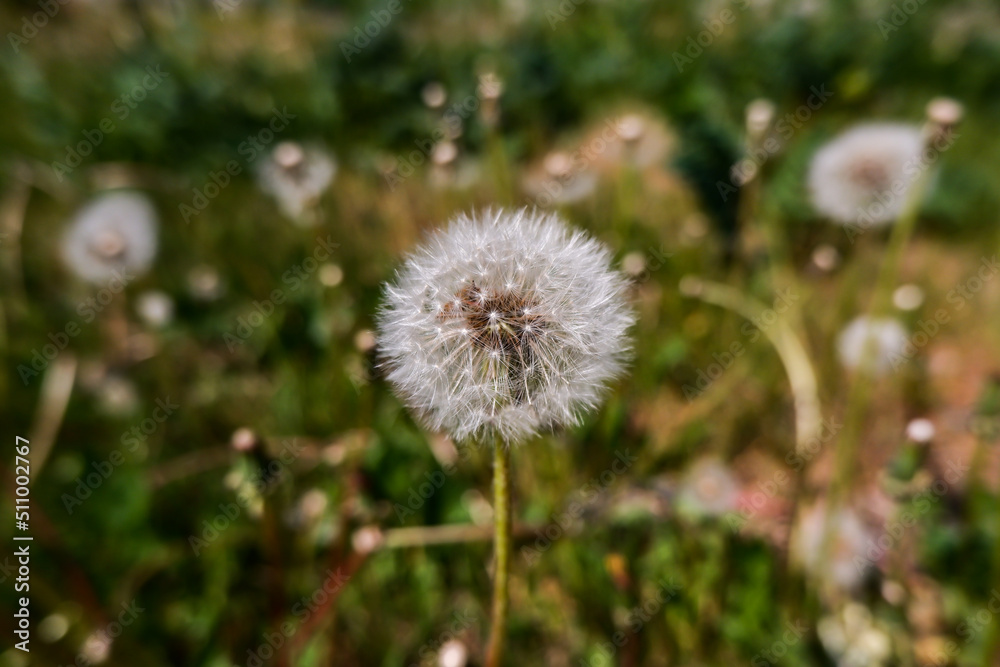the dandelion's seeds are ripe. the dandelion is ripe