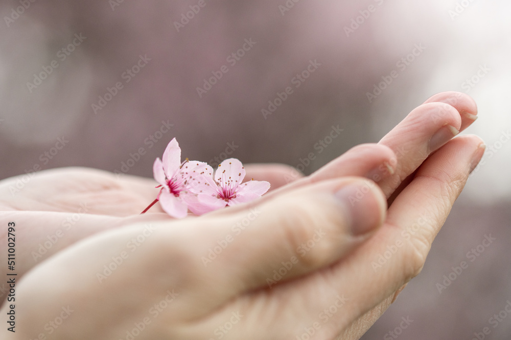 A woman holding pink cherry blossom flowers A woman holding pink cherry blossom flowers