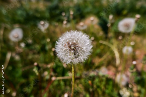 the dandelion s seeds are ripe. the dandelion is ripe