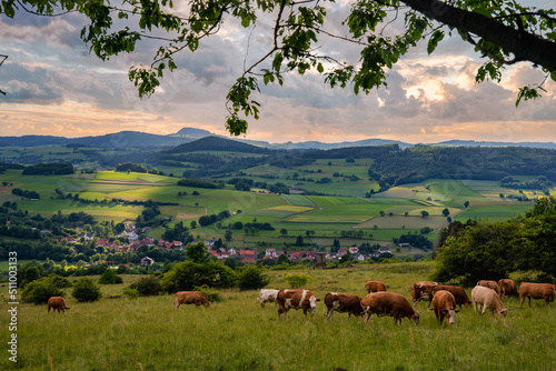 Landschaft, Natur, Kühe, Kuh, Weide, Panorama, Rhön, Thüringen, Frankenheim, Hilders