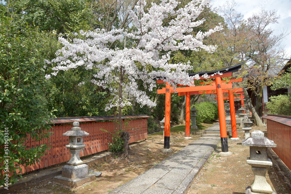  竹中稲荷社　参道の鳥居　京都市左京区吉田神社内