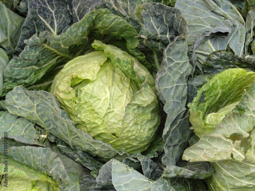 Fototapeta premium Fresh savoy cabbage from the market