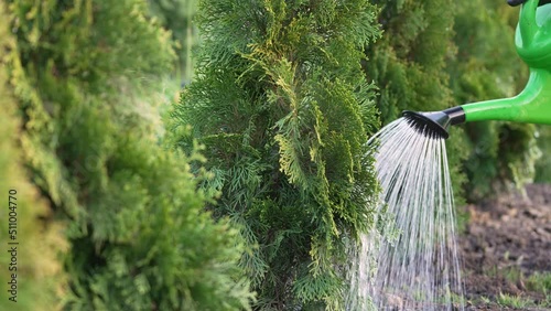 Young thuja tree watered from a watering can, close-up view. Gardening concept