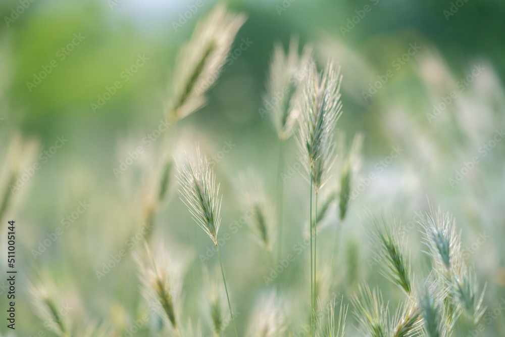 Closeup of ears of wild cereal crops at daylight sway in wind, selective soft focus. Summer landscape, blurred background. Sunlit decorative green grass. Low DOF Closeup of ears of wild cereal crops at daylight sway in wind, selective soft focus. Summer landscape, blurred background. Sunlit decorative green grass. Low DOF