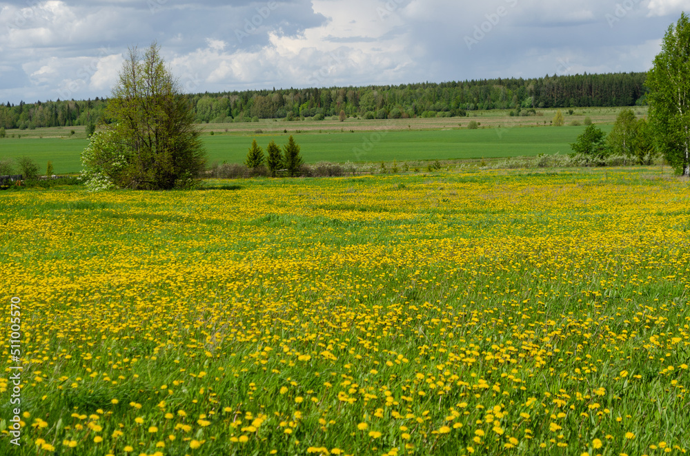 Obraz premium Blooming dandelion meadows in spring