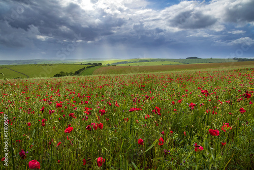 June Poppy fields during stormy conditions along Ditchling road Brighton south east England UK