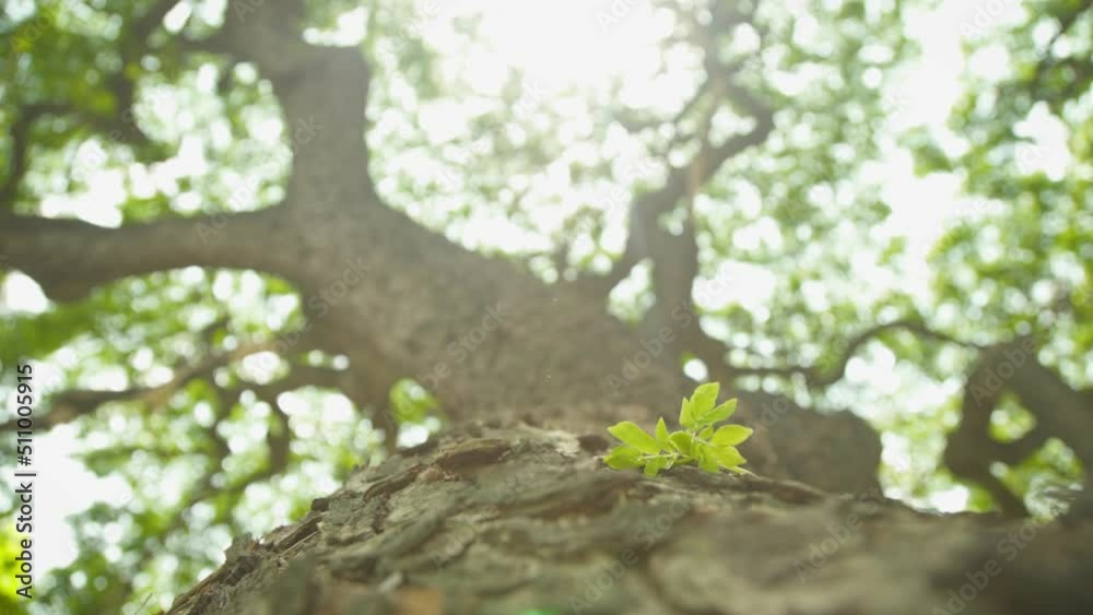 Zoom in movement Green plant growing on trunk of high tree extend branches covered sky with sunlight ,Symbolic new life Zoom in movement Green plant growing on trunk of high tree extend branches covered sky with sunlight ,Symbolic new life