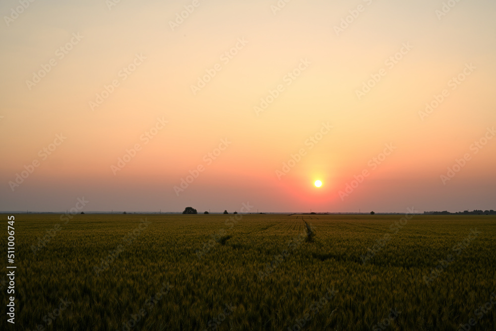 Wheat field on a summer evening. The sun illuminates the wheat field with a soft, yellowish orange, slightly scarlet light. Spikelets of wheat are illuminated by golden sunlight on a summer evening